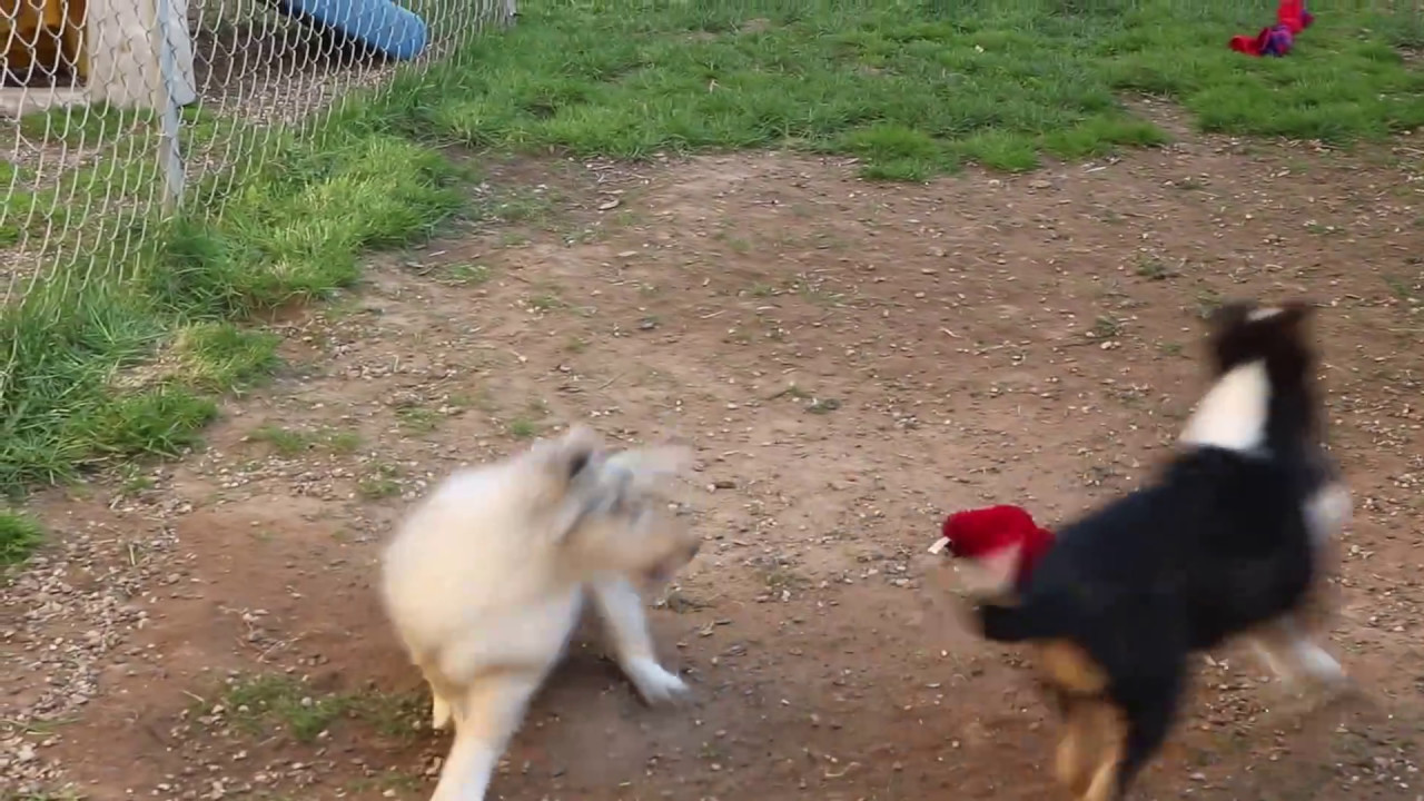 thorndale partners 2017 05 08 0160