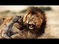 Epic Battle Of King Hyena &amp; Love