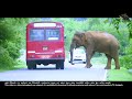 There are fierce elephants on the road and people are very afraid to walk on the road.
