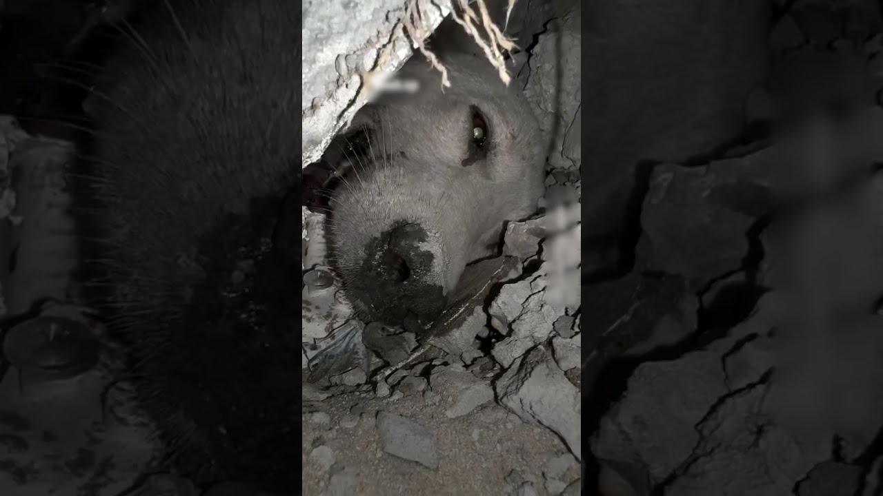 لحظات مؤثرة لإنقاذ كلب من تحت الركام