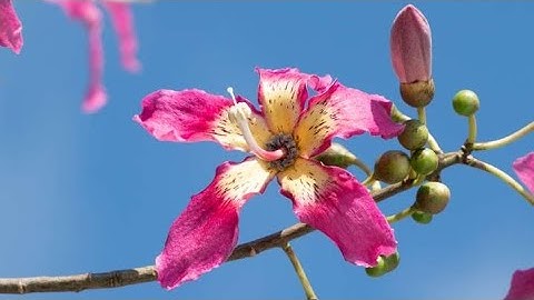 Aesthetic flower part 2 Vlogify mix is live! #lotusflower #flower #aesthetic #viral video