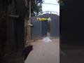 #shorts #reelsvideos #youtubeshorts #trending #funny #ytshorts #paperboy #youtubevideos #viral