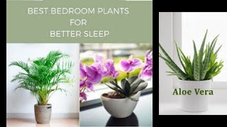 Best indoor plants in your bedroom for better sleep easy to grow new video 2021