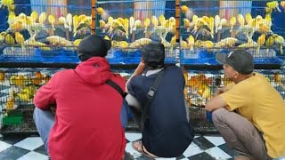 OBRAL JONTOR ! OMBYOKAN KENARI F1 HARGA 100RB PERAK DI PASAR BURUNG PRAMUKA HARI INI