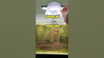 Setup hồ nuôi tép với bộ đôi vi sinh DuraFast, khoáng EcoTrace #fyp #guppy #cabaymau #nhacabaymau
