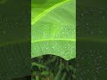 Heavy Rain Falling On Banana Leaves