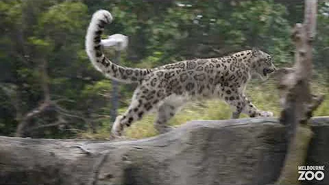 Snow Leopard agility!