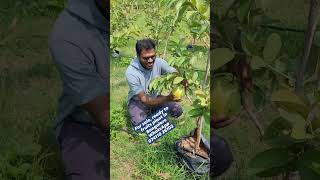 100% pure organic - Ready to fruits plant for sale in Bangalore by datta benur