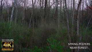 Many spring peepers sing near wetland forest at dusk 10 hours tiny frog sounds to sleep &amp; relax