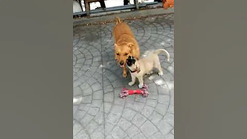Yo juego, tu juegas o corres...