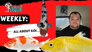 Koi Smart Weekly 6/4/2025: Discover Our Selection Of Koi