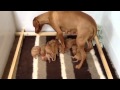 Vizsla puppies 7 days old