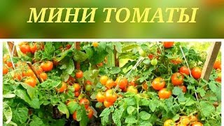 Сажаю мини-томаты в горшки так, чтоб урожай собирать до осени.ВСЕ СЕКРЕТЫ.Балконное чудо.