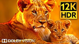 Wildlife wonders in Dolby Vision 12K HDR by 8K Earth 20,450 views 2 months ago 1 hour, 10 minutes