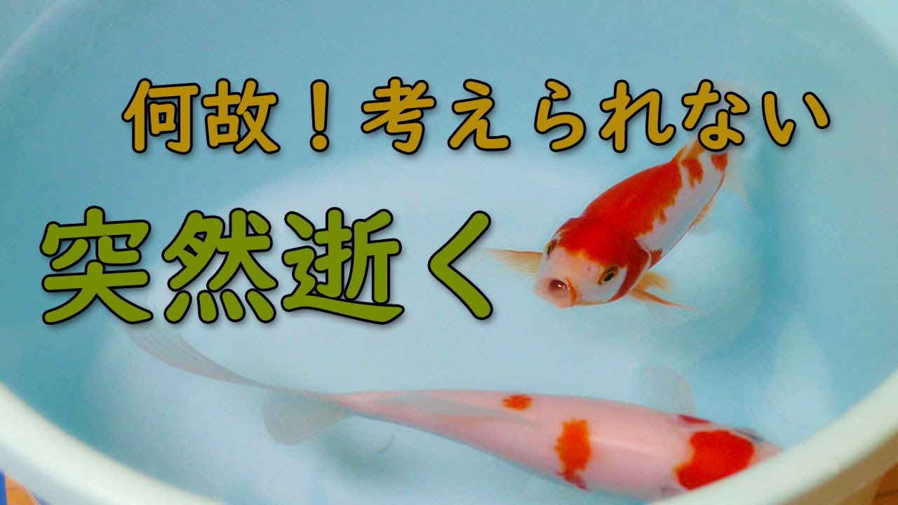 金魚 突然 あっ 何で これはもうダメだ しかし ひょっとしたら 塩水浴で Youtube