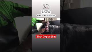 Download Lagu Sikat Gigi Anjing Galak MP3
