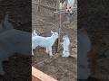 ছাগল ও বিড়ালের  দুষ্টামি I Dogesh fun | #cute #rabbit #shortsfeed #shorts #cat