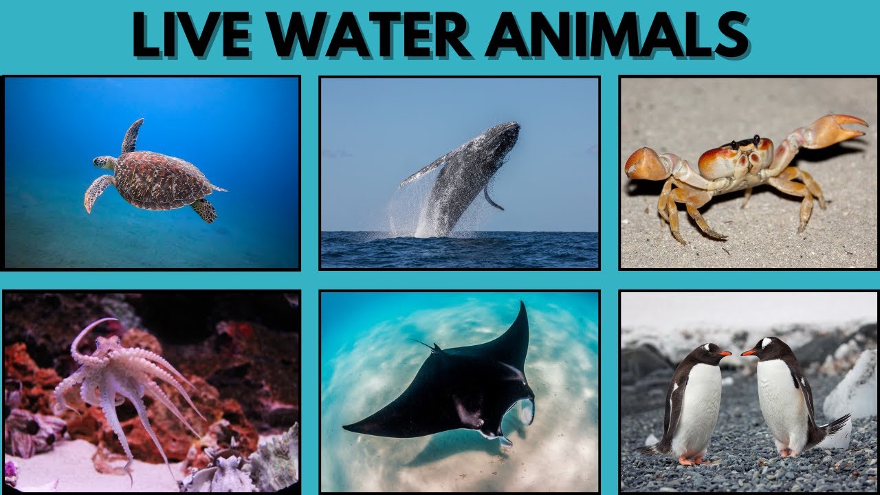 Water Animals video l WATER ANIMALS NAME SEA ANIMALS NAME, SEA