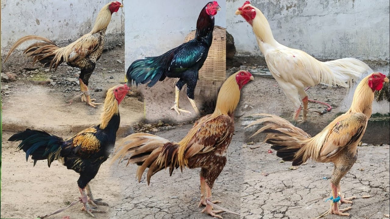 #KVR BREEDES#9515419334#peru cross chicks#chicks#patta punju#birds#chicken#viral video 