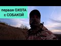 Охота 2020 на утку осенью с собакой ,русский спаниель