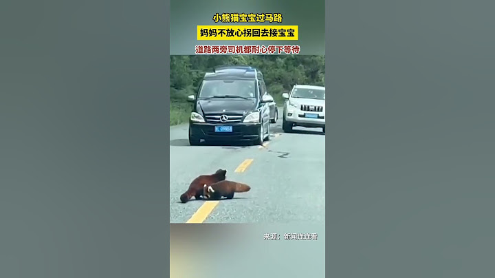 小熊貓寶寶過馬路 ，媽媽不放心拐回去接寶寶，道路兩旁司機都耐心停下等待