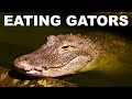 The case for eating alligators (or not)
