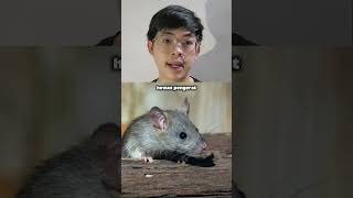 pria yang mencoba membuat surga para tikus #kisahnyata #eksperimen #univers25 #tikus #utopia