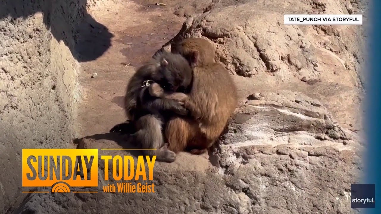 Punch the Monkey Cuddles up With New Girlfriend at the Zoo