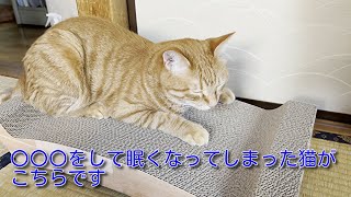 【茶トラ】〇〇〇をして眠くなるてつくんがこちらですThis is a cat that has become sleepy. by 茶トラ猫 てつのくうねるあそぶな日々 460 views 6 months ago 1 minute, 16 seconds