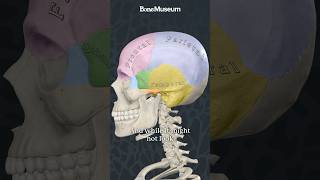 The Weakest Point In The Skull Why The Pterion Matters