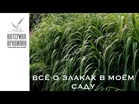 Всё о злаках в моём саду