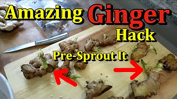 How to Start Ginger in a Bag & Gain 3 Months Growing Time (Growing Garden Ginger Hack)