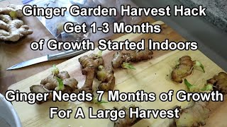 Ginger Harvest Gardening Hack: How to Start Ginger in a Ziploc Bag & Gain 13 Months Growing Time