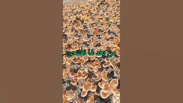 طريقة انتاج التين المجف ف بسطة الموسم تين كفرا تين مجفف شريحة لبنان Fig Kafra Lebanon 