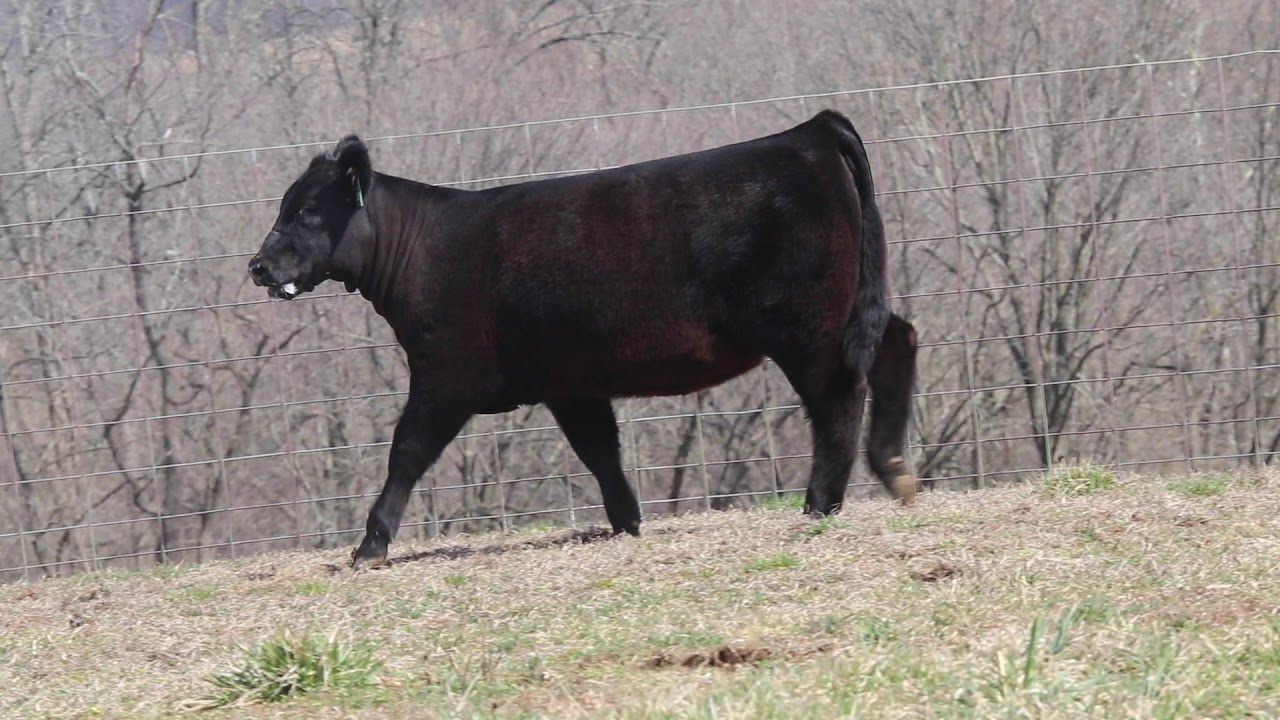 Cherry Knoll 1884 YouTube