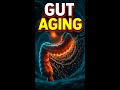YOUR GUT IS AGING YOU #fitness #health #body #science #shorts