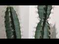 Plantsrus gila 48 inch artificial saguaro cactus potted plant