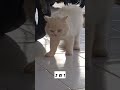 detik-detik fight #cat #kucing #youtube #yt #shortsvideo #animal #animals #hewan #lucu #cute