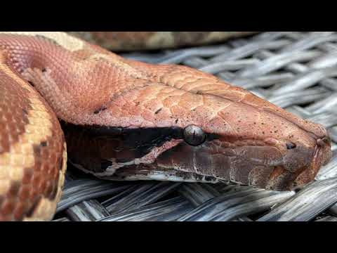 UPDATE - Bowel Impacted Snake is Alive And Healthy