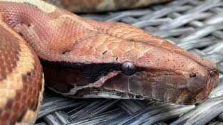 UPDATE - Bowel Impacted Snake is Alive And Healthy