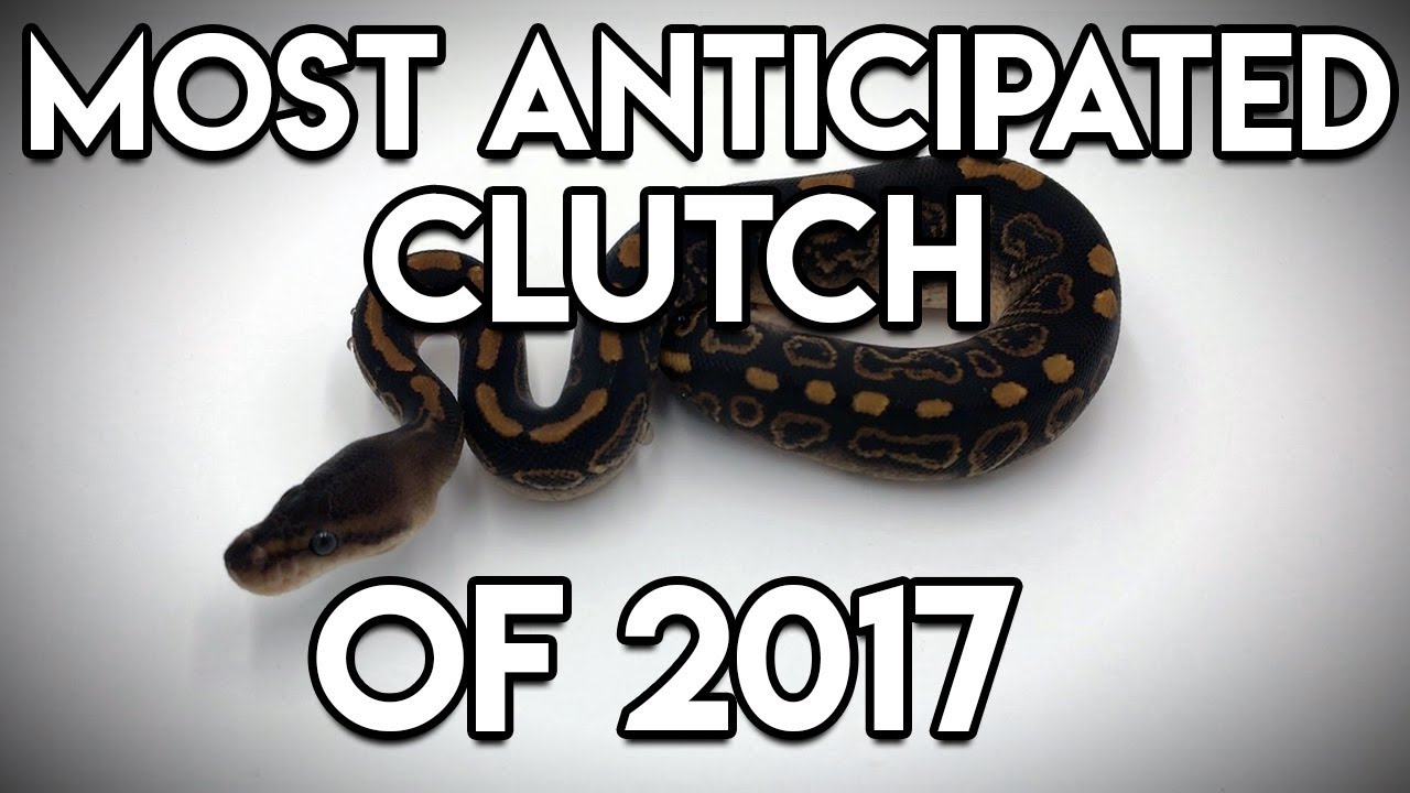 pythons for sale Most Anticipated Clutch Of 2017!! (Wookies!)