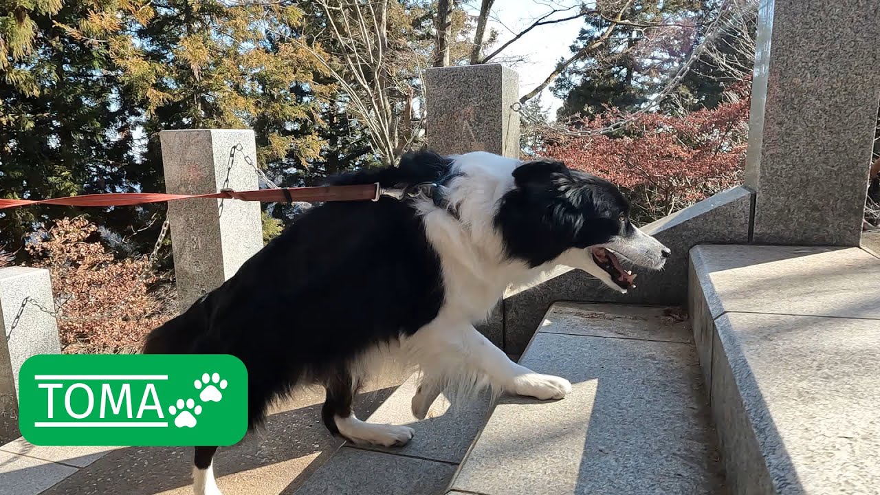 初詣が大変だった飼い主と大変じゃなかったボーダーコリー＠武蔵御嶽神社【保護犬5年目】