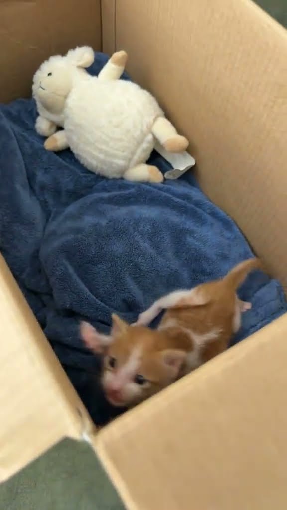 bébé chaton très mignon