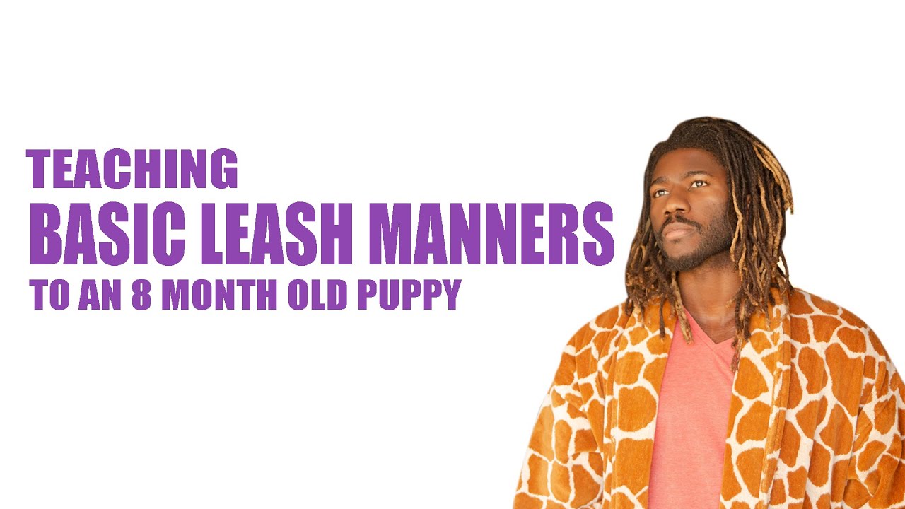 TEACHING BASIC LEASH MANNERS YouTube