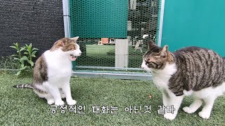 Mu and other cats met in two years