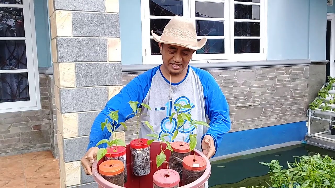 Tata Cara Menanam Cabe Budidaya Ikan Lele Dalam Ember - YouTube