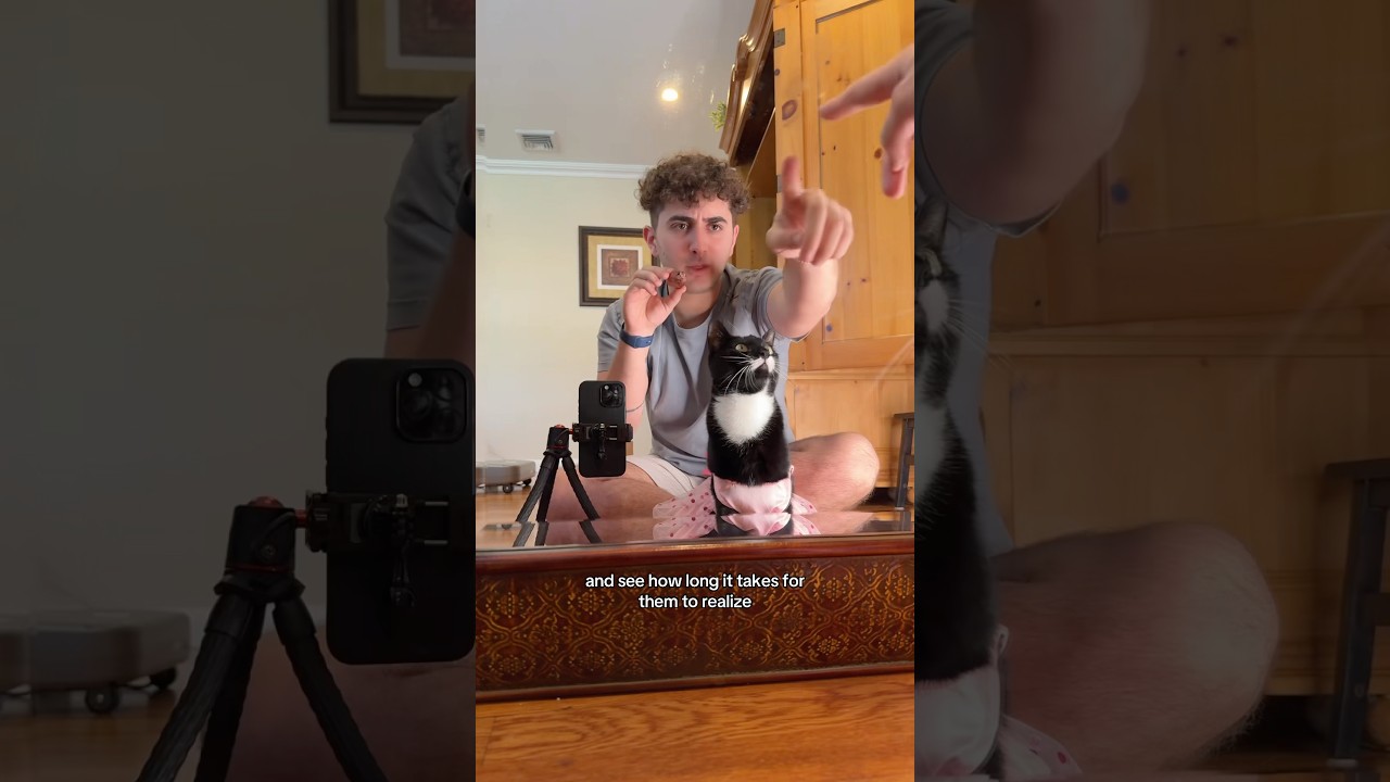 Как проверить IQ вашей кошки…