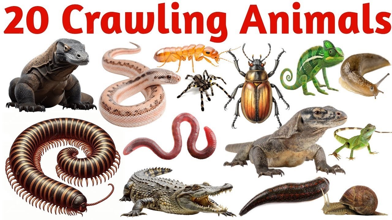 रेंगने वाले जानवर सीखें बच्चों के लिए | Learn 20 Crawling Animal Names ...