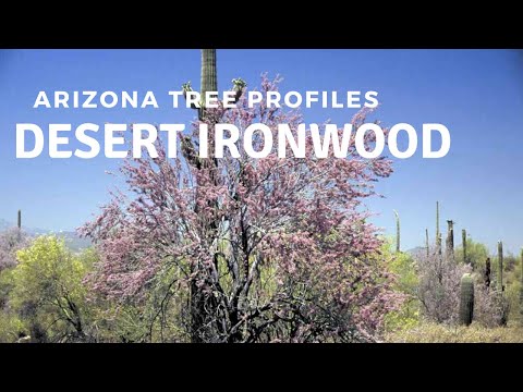 Desert Ironwood - Arizona Tree Profiles