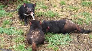 Tasmanian devils fighting over a wallaby leg